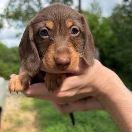Countess - Chocolate and tan female Dachshund puppy in Cleveland, Georgia from Captain Kirk’s Wiener Fleet
