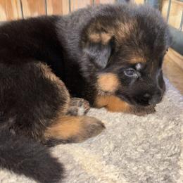 Girl 4 - available - Black and red female German Shepherd puppy in Galt, California from At Redwood Runs