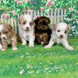 Havanese Puppies from Littlepage's Havanese