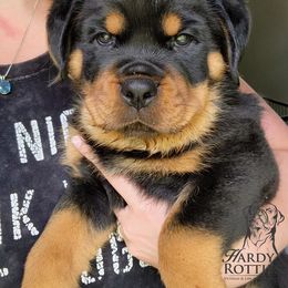 Rottweiler Puppies from Hardy Rotties