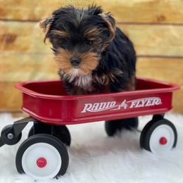 Dachshunds, Shorkies, and Yorkshire Terriers from Once Upon a Puppy