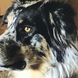Australian Shepherds from D4R Australian Shepherds
