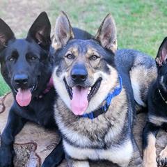 German Shepherds from Brown PND German Shepherds