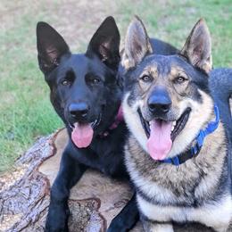 German Shepherds from Brown PND German Shepherds