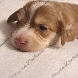 AKC Girl 2 Rose - Dapple Dachshund puppy in Lees Summit, Missouri from Castaneda Dachshunds