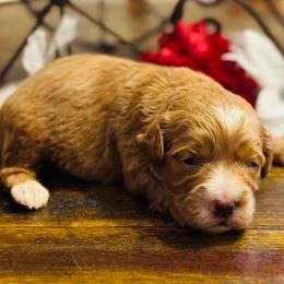 Casanova - Red  male Goldendoodle puppy in Bradenton, Florida from Christianna’s Mini Goldendoodles