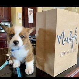 Pembroke Welsh Corgi Puppies from Corgi Love (CLJ Corgis)