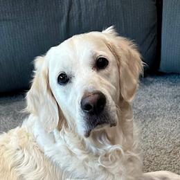 Golden Retrievers from Steele Goldens