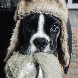 Boxer All Grown Up from Rorschach Boxers