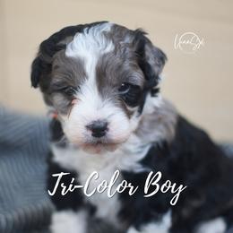 Tri- Colored boy - Blue merle male Aussiedoodle puppy in Plain City, Utah from Myers Desert Doodles