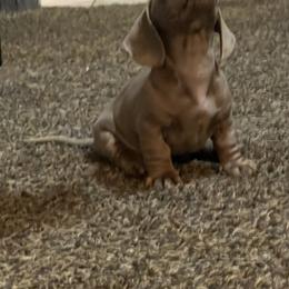 Dachshund Puppies from 307 doxies