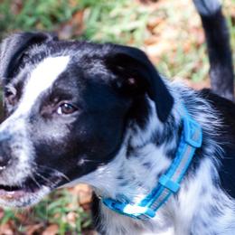 Border Collies from MABorderCollies