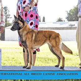 Pira - Belgian Malinois