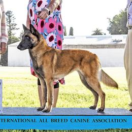 Pira - Belgian Malinois