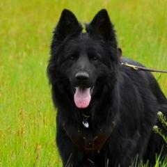 German Shepherds from Kearanen Talo German Shepherds
