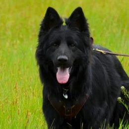 German Shepherds from Kearanen Talo German Shepherds