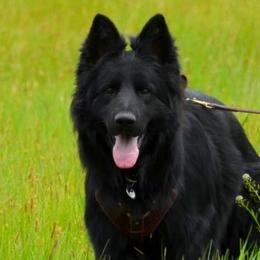 German Shepherds from Kearanen Talo German Shepherds