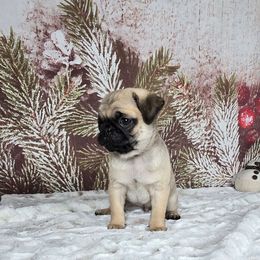 Dasher - Fawn male Pug puppy in Atwood, Illinois from Peace Road Puppies