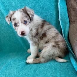 Border Collie Puppies from Ridge Kap Border Collies