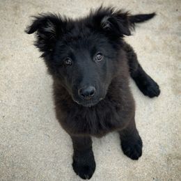 German Shepherd Puppies from Scenic Creek German Shepherds