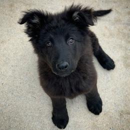 German Shepherd Puppies from Scenic Creek German Shepherds