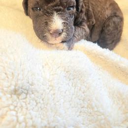 Lagotto Romagnolo Puppies from Regal Romagnolos