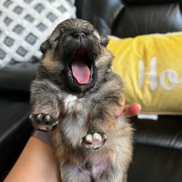 Koda - Tri-colored male Pomeranian puppy in Randleman, North Carolina from Luxurious Poms