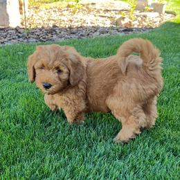 Aspen's Red Male - Apricot male Goldendoodle puppy in Great Falls, Montana from Montana Goldendoodles