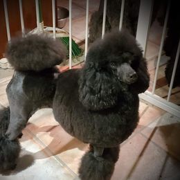 Saphira - Poodle