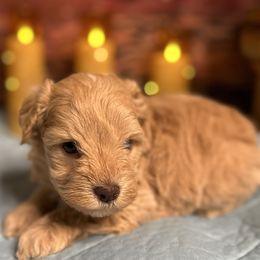 Girl 2 - Wheaten female Miniature Schnauzer puppy in Newton, Alabama from Grace’s Schnauzers Paradise USA