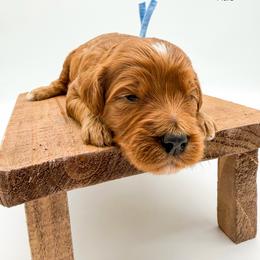 Haribo - Red  male Goldendoodle puppy in Sunman, Indiana from Brunsman Country Doodles LLC