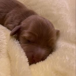 Boy 1 - Chocolate and tan male Dachshund puppy in Great Bend, Pennsylvania from Dashing Doxies