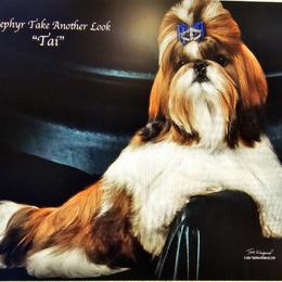 Shih Tzu All Grown Up from Southern Class Shih Tzu