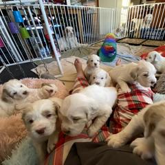 Clumber Spaniel Puppies from Lemontree Clumbers