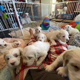 Clumber Spaniel Puppies from Lemontree Clumbers
