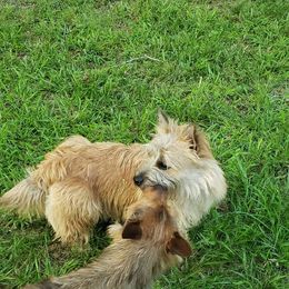 Australian Terrier and Cairn Terrier All Grown Up from Cedar Forrest Terriers LLC (Cairns & Australian Terriers)