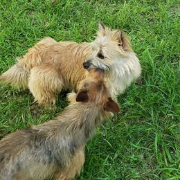 Australian Terrier and Cairn Terrier All Grown Up from Cedar Forrest Terriers LLC (Cairns & Australian Terriers)