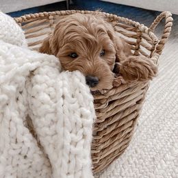 Bernedoodle and Goldendoodle Puppies from Doodles of the Desert