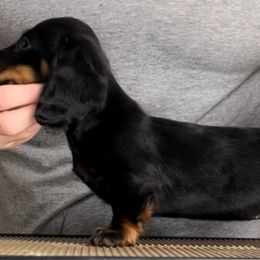 Boss Baby - Black and tan female Dachshund puppy in Milford, Michigan from Proud Lake Dachshunds