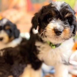 Chip - Black tri-color male Aussiedoodle puppy in Dickerson, Maryland from Pawsome Aussie Doodles and Oodles