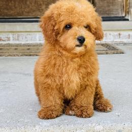 Roman - Red  male Poodle puppy in Sauk Village, Illinois from Midwest Timberland Pups