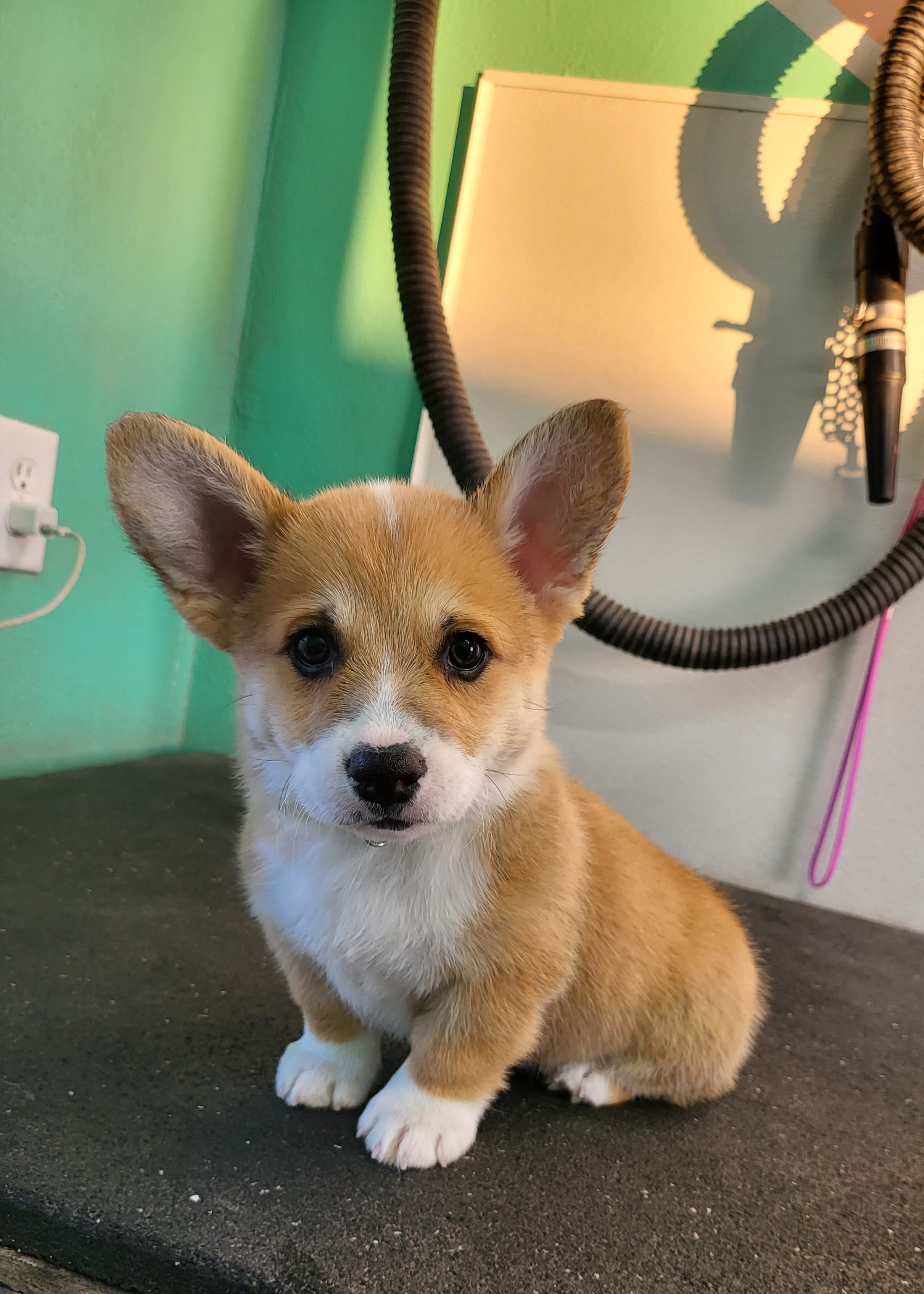 Dachshund and Pembroke Welsh Corgi Puppies from TS Dachshunds and Corgis