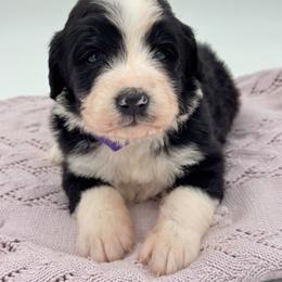 Magpie - Black and white female Bernedoodle puppy in Claremont, North Carolina from Magnolia Grove Farms