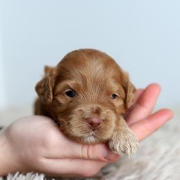 Yellow - Caramel female Australian Labradoodle puppy in Williamstown, New York from Lewis Manor Labradoodles