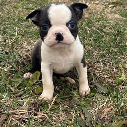 Cora - Black brindle and white female Boston Terrier puppy in Fillmore, Illinois from Wind Hill Puppies