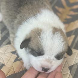 Hank - Red male Pembroke Welsh Corgi puppy in Woodland, Washington from MB Acres Corgis