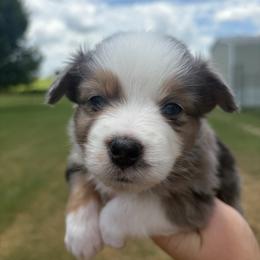 Lapis - Blue merle male Miniature Australian Shepherd puppy in Weatherford, Texas from F & T Aussies