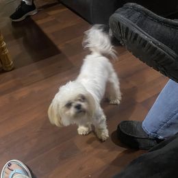 Piper Marie - Shih Tzu