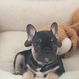 Ladyville - Black and tan female French Bulldog puppy in Los Angeles, California from Vergara Bulls