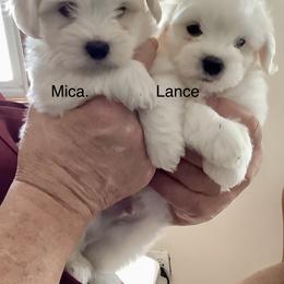 Mica - White male Coton de Tulear puppy in Paola, Kansas from Marnac